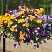 Viola Ochre (Trailing) 280 Plants (2nd Delivery Period)