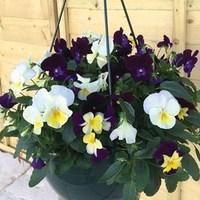 viola ochre trailing 70 ready plants