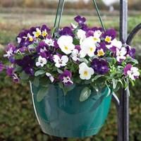 viola ochre autumn 4 pre planted hanging baskets