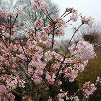 Viburnum bodnantense \'Charles Lamont\' plant in 9cm pot