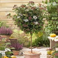 Viburnum tinus 1M standard tree