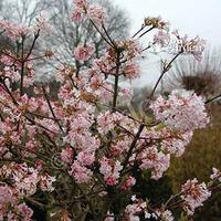 Viburnum bodnantense \'Charles Lamont\' plant in 9cm pot