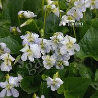 Viola \'Freckles\' x 6 plugs