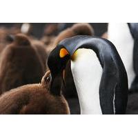 Volunteer Point in Falkland Islands