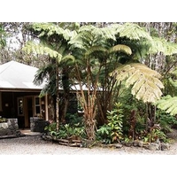 Volcano Mist Cottage