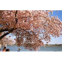 Washington DC Cherry Blossom Secrets Stroll