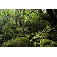 Walking Tour of Shiratani-Unsuik...