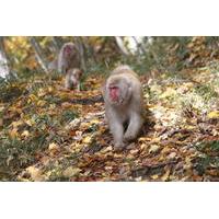 walking and cycling day tour in nagano to visit the snow monkeys