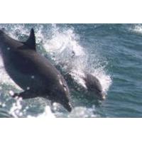 Waverunner Dolphin Excursion