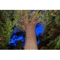 Waipoua Forest Evening Walk with...
