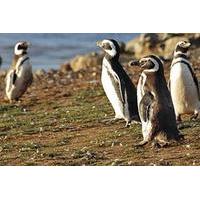Walk with the Penguins in Martillo Island