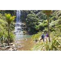 Waitakere Ranges Guided Walk from Auckland