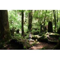 walking tour on yakushima island