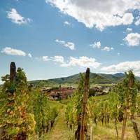 Walking the Alsace Wine Trail