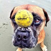 waboba dog fetch ball