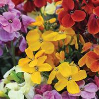 Wallflower \'Sugar Rush\' (Garden Ready) - 30 wallflower garden ready plants