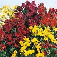 Wallflower \'Bedding Mixed\' - 1 packet (400 wallflower seeds)