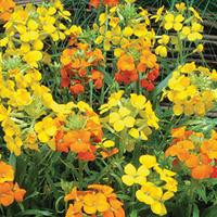 wallflower citrona mixed 24 wallflower plug plants