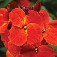 wallflower sunset orange 36 wallflower plug plants