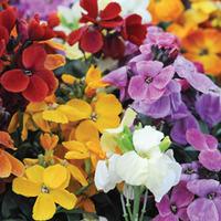 wallflower dwarf scented mixed 20 bare root wallflower plants