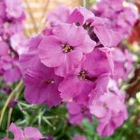 wallflower winter joy 4 wallflower jumbo plug plants