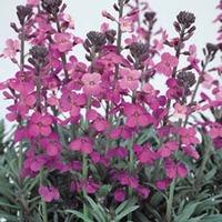 Wallflower \'Bowles\'s Mauve\' (Large Plant) - 1 x 1.5 litre potted wallflower plant