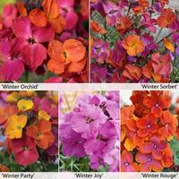 wallflower winter collection 10 wallflower jumbo plug plants 2 of each ...