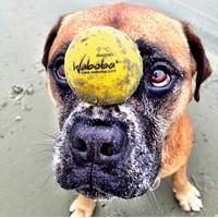 Waboba® Fetch Dog Ball