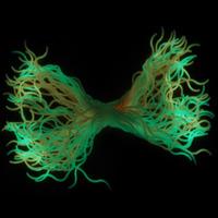 Wavy Glow Spaghetti