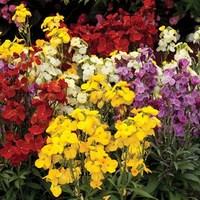 Wallflower Wizard 280 Plants (2nd Delivery Period)