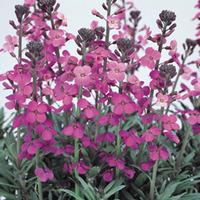 Wallflower \'Bowles\'s Mauve\' (Large Plant) - 1 wallflower plant in 1.5 litre pot