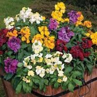 Wallflower \'Dolce Vita Mix\' - 24 wallflower plug tray plants