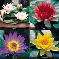 Water Lily Collection - 4 bare root water lily plants - 1 of each variety