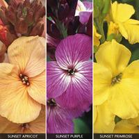 wallflower sunset collection 36 wallflower plug plants 12 of each vari ...