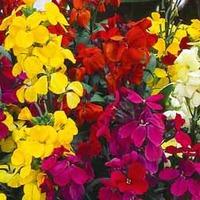 Wallflower \'Super scent Mix\' - 24 wallflower plug tray plants
