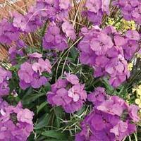 Wallflower \'Winter Joy\' - 4 wallflower plug plants