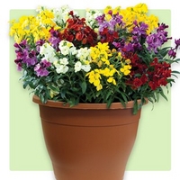 wallflower wizard 1 pre planted container