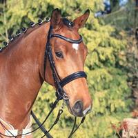 Waldhausen X Line Jerez Weymouth Bridle