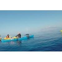 West Maui Whale Watching and Snorkeling Excursion