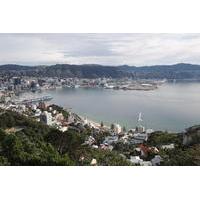 Wellington City Scenic Tour