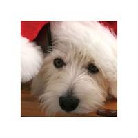 West Highland Terrier with Santa Hat Christmas Cards