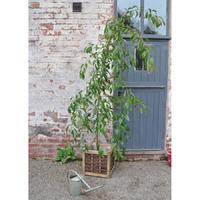 Weeping Cherry Tree Gift