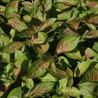 weigela florida wings of fire large plant 1 x 10 litre potted weigela  ...