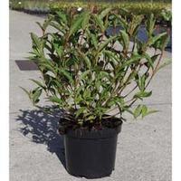 Weigela \'Nain Rouge\' (Large Plant) - 1 x 10 litre potted weigela plant