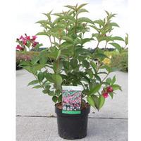 Weigela \'Bristol Ruby\' (Large Plant) - 1 x 3.6 litre potted weigela plant