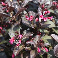 Weigela \'Victoria\' (Large Plant) - 2 x 3.5 litre potted weigela plants