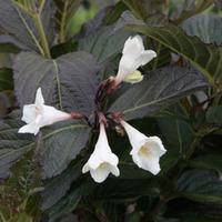 Weigela \'Ebony and Ivory\' (Large Plant) - 2 x 3.6 litre potted weigela plants