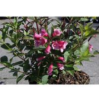 Weigela \'Minuet\' (Large Plant) - 2 x 3.6 litre potted weigela plants