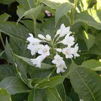 Weigela \'Candida\' (Large Plant) - 1 x 3.5 litre potted weigela plant