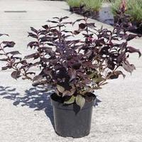 Weigela florida \'Midnight Wine\' (Large Plant) - 1 x 3.5 litre potted plant